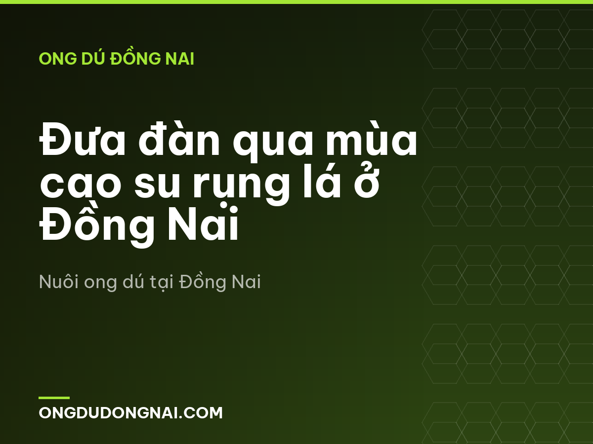 Đưa đàn qua mùa cao su rụng lá ở Đồng Nai