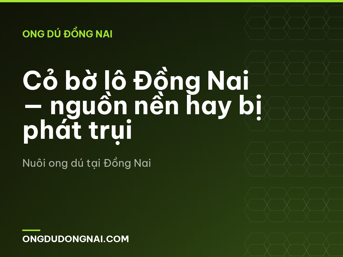 Cỏ bờ lô Đồng Nai — nguồn nền hay bị phát trụi