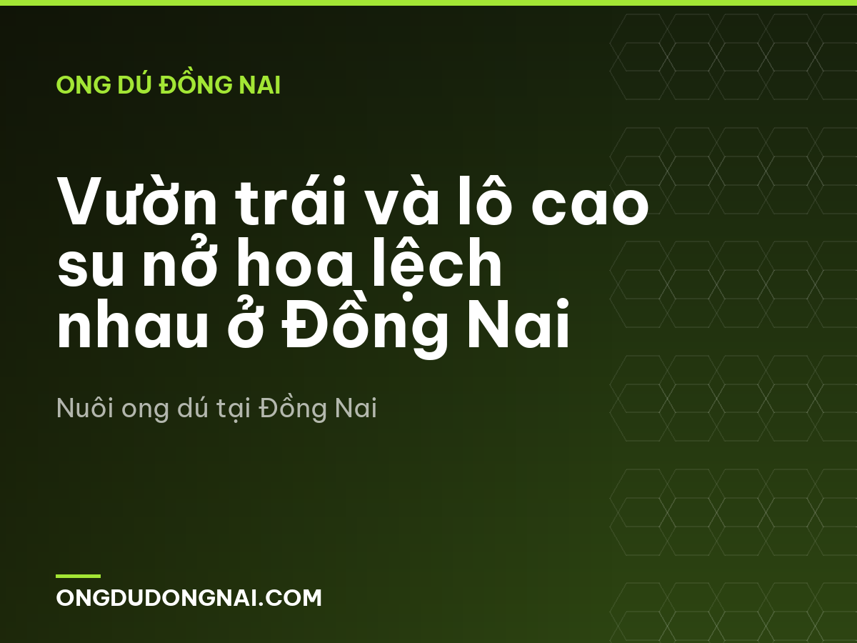 Vườn trái và lô cao su nở hoa lệch nhau ở Đồng Nai